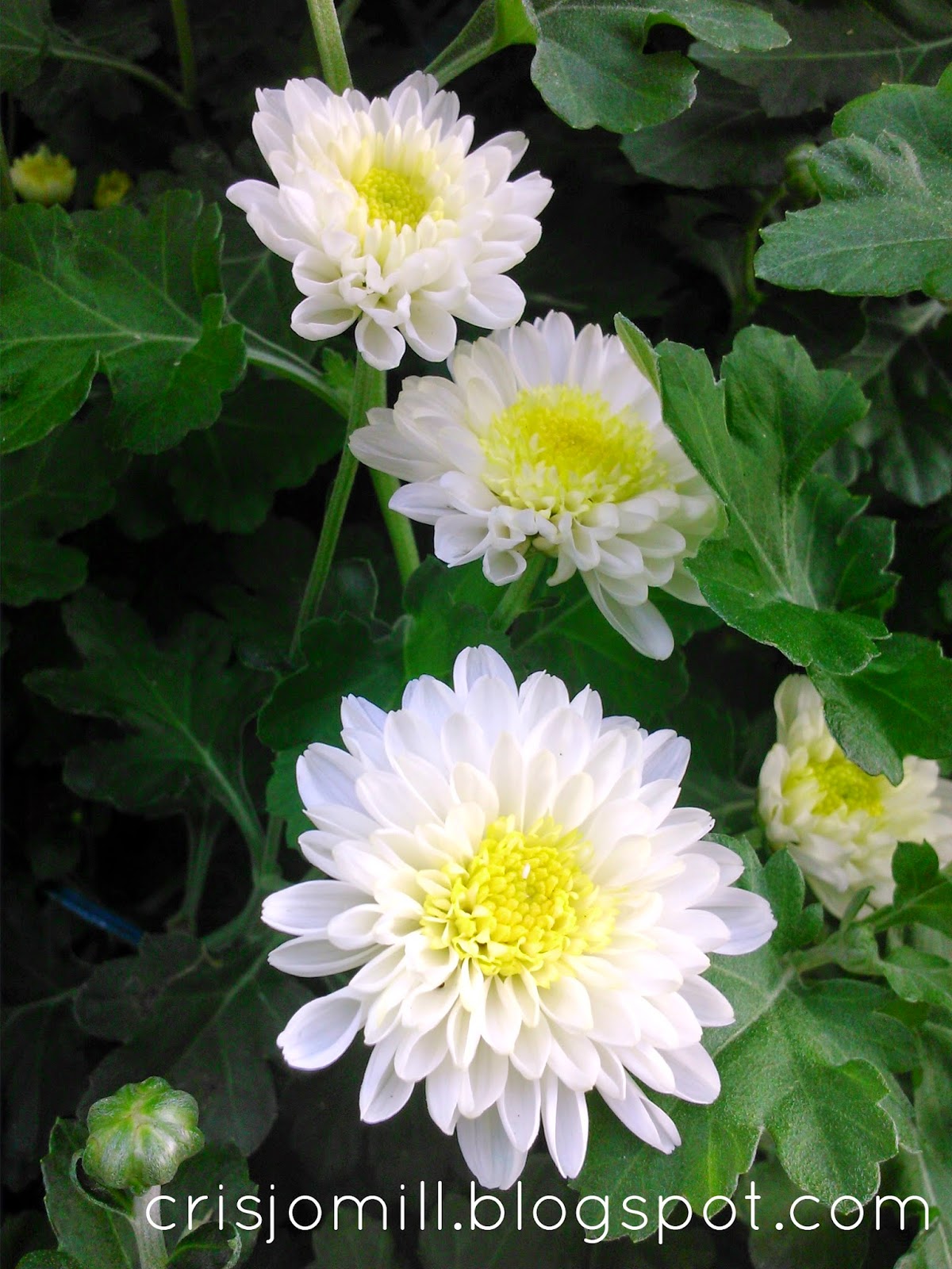 Flower Farm Highlands of Busay SIMPLE DREAMER