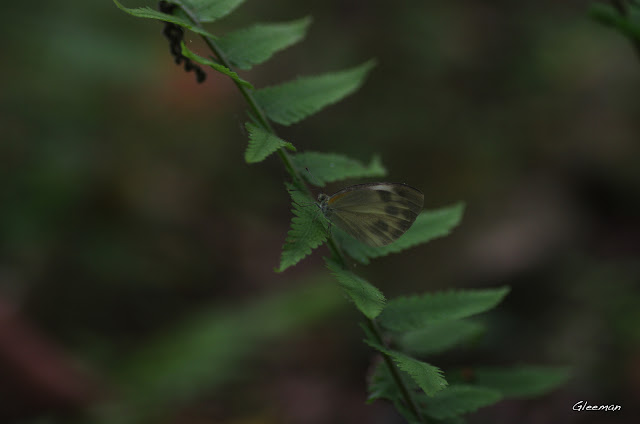 雞南山散步，台灣紋白蝶