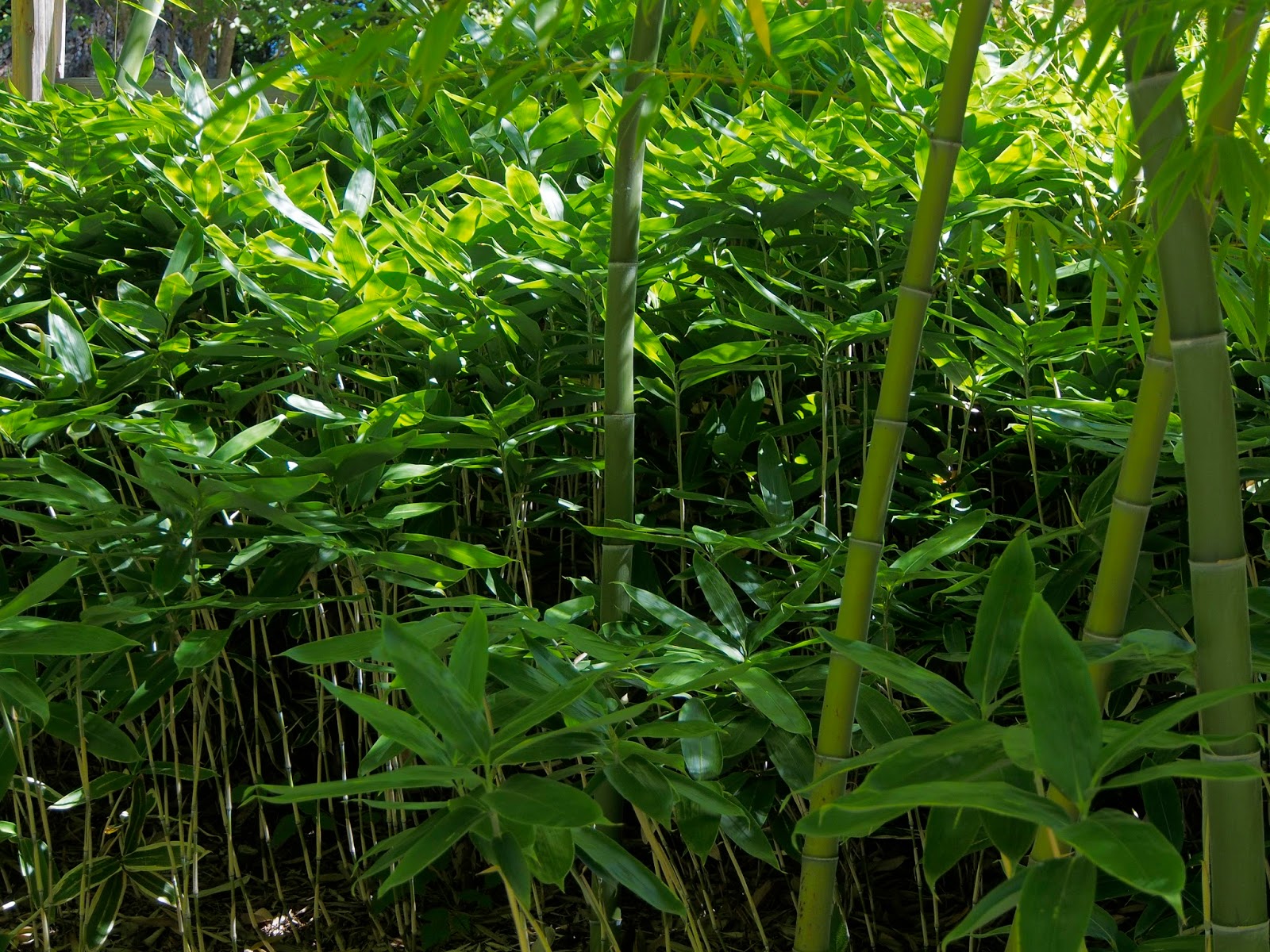 Bamboo at the Hoyt Arboretum
