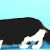 Munchkin Cat - Black Munchkin Cat