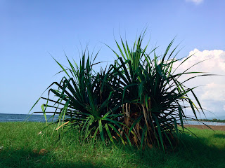 Pandanus Plant Scenery At Umanyar Beach