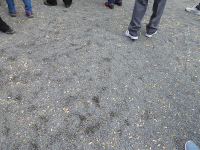 成田山不動尊 節分祭 特設舞台周辺に落ちていた豆