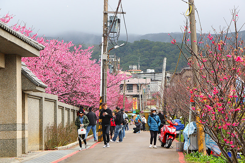 平菁街42巷櫻花