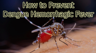 How to Prevent Dengue Hemorrhagic Fever