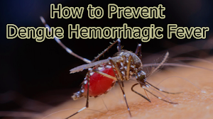 How to Prevent Dengue Hemorrhagic Fever How to Prevent Dengue Hemorrhagic Fever