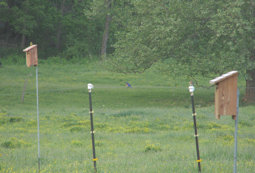 Our Barn Swallow Friends Two Nest Boxes, Two Bird Families Bluebirds