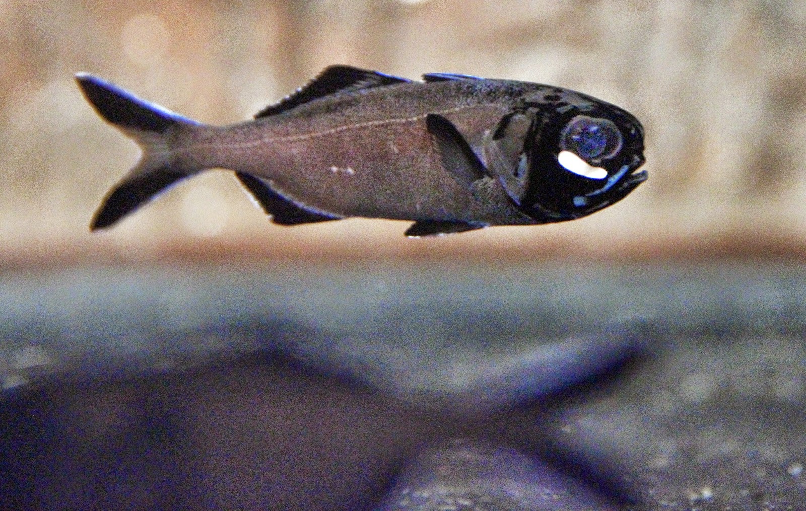 FLASHLIGHT FISH photos wallpapers the fun bank
