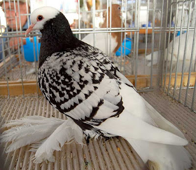 colour pigeons - saxon pigeons