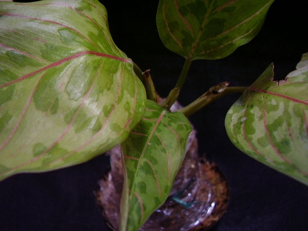 Aglaonema pictum tricolor X rotundum アグラオネマ ピクタム トリ