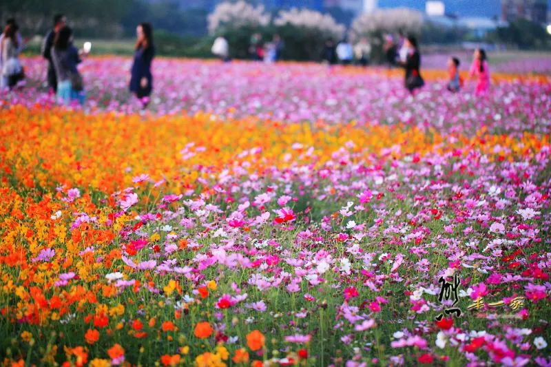 佳園路波斯菊花海