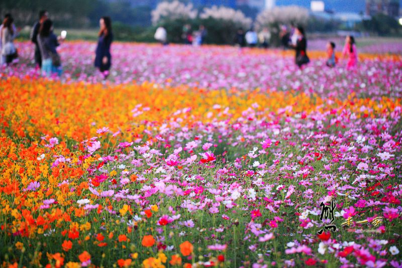 佳園路波斯菊花海