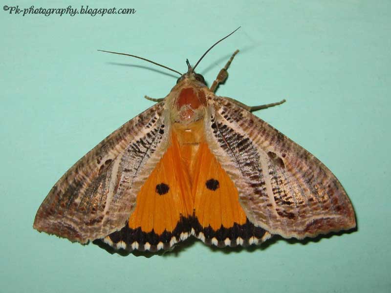 Eudocima maternaOwlet Moth Nature, Cultural, and Travel Photography Blog