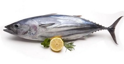 Ikan Tuna Ikan Tuna
