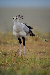 bird secretary africa fly raptor stories feather december he tailed terrestrial grasslands reckoned prefers walk
