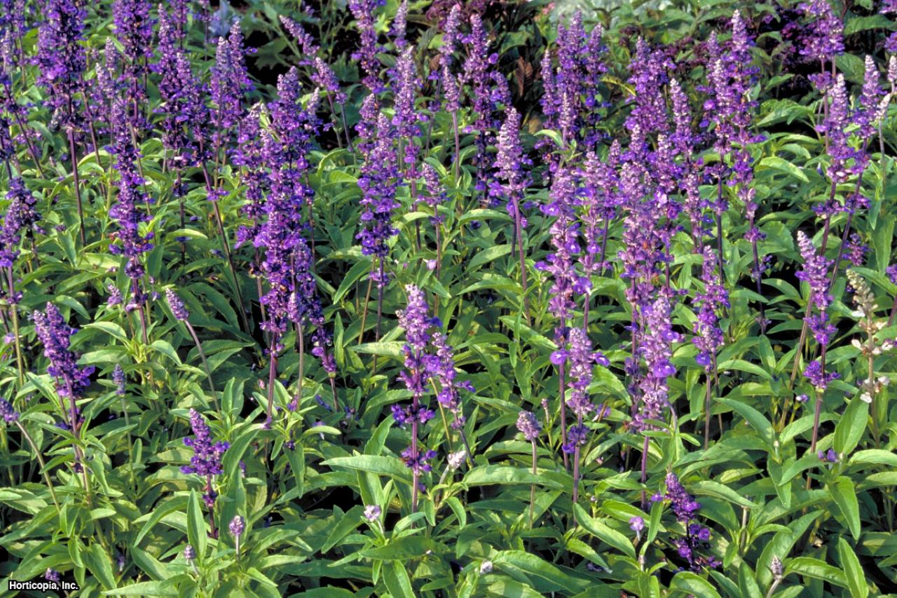 Chia - Salvia hispanica