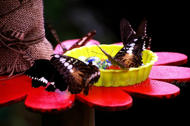 Casa delle farfalle Bordano