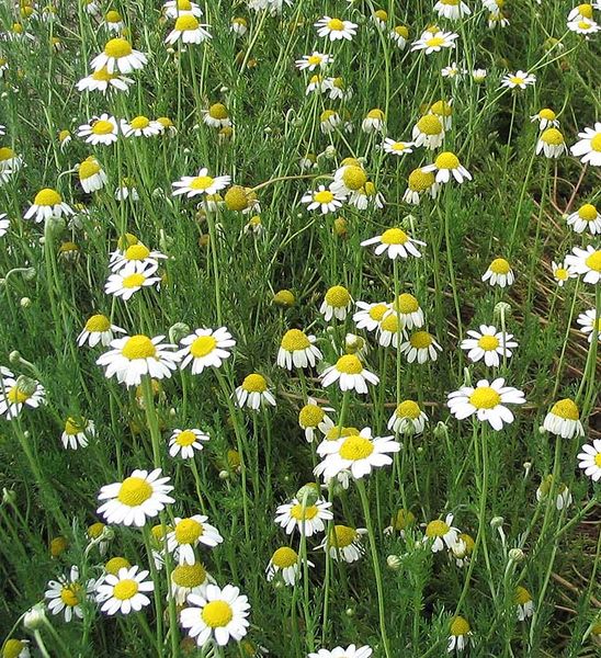 Lyckans smed Samtidigt i MalinMatildas hjärna Kamomill naturligt