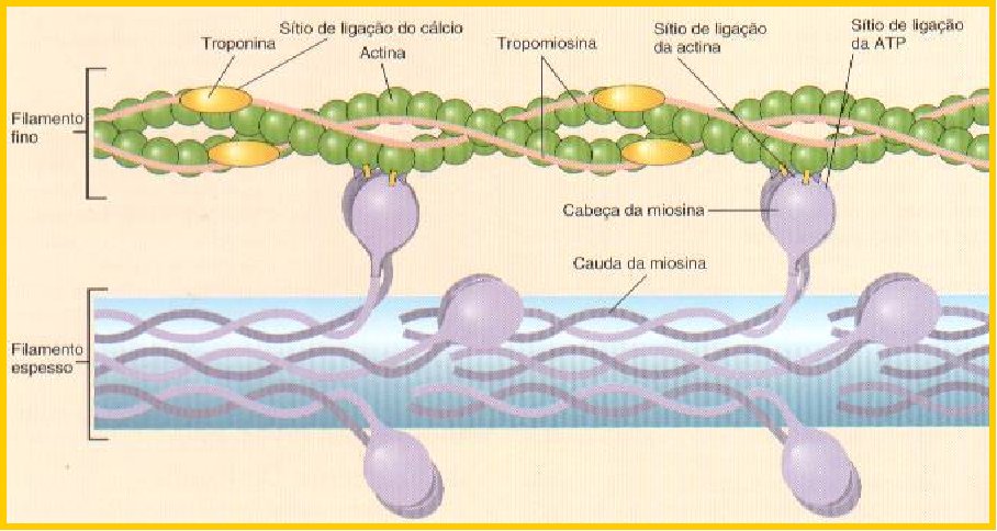 Neuropt: Acetilcolina e a Contração Muscular