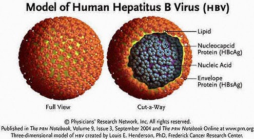 Obat Alami Hepatitis B
