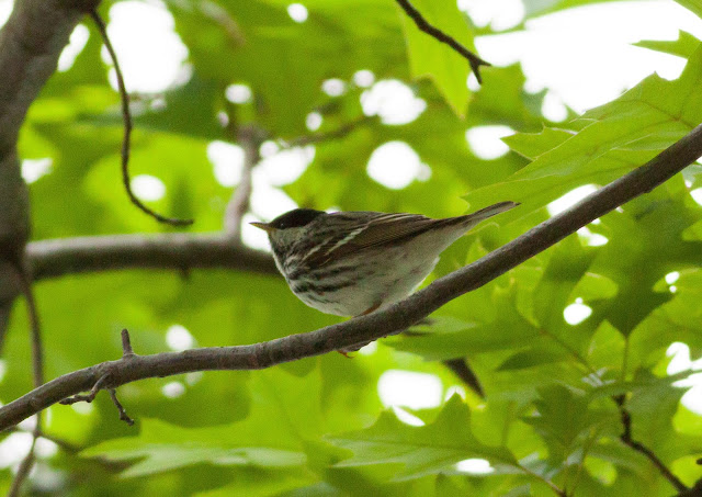 Blackpoll Warbler - Central Park, New York