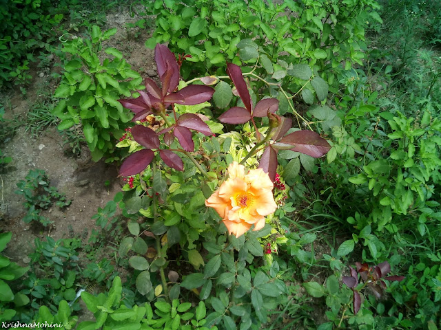 Image: Rose with golden and saffron shades