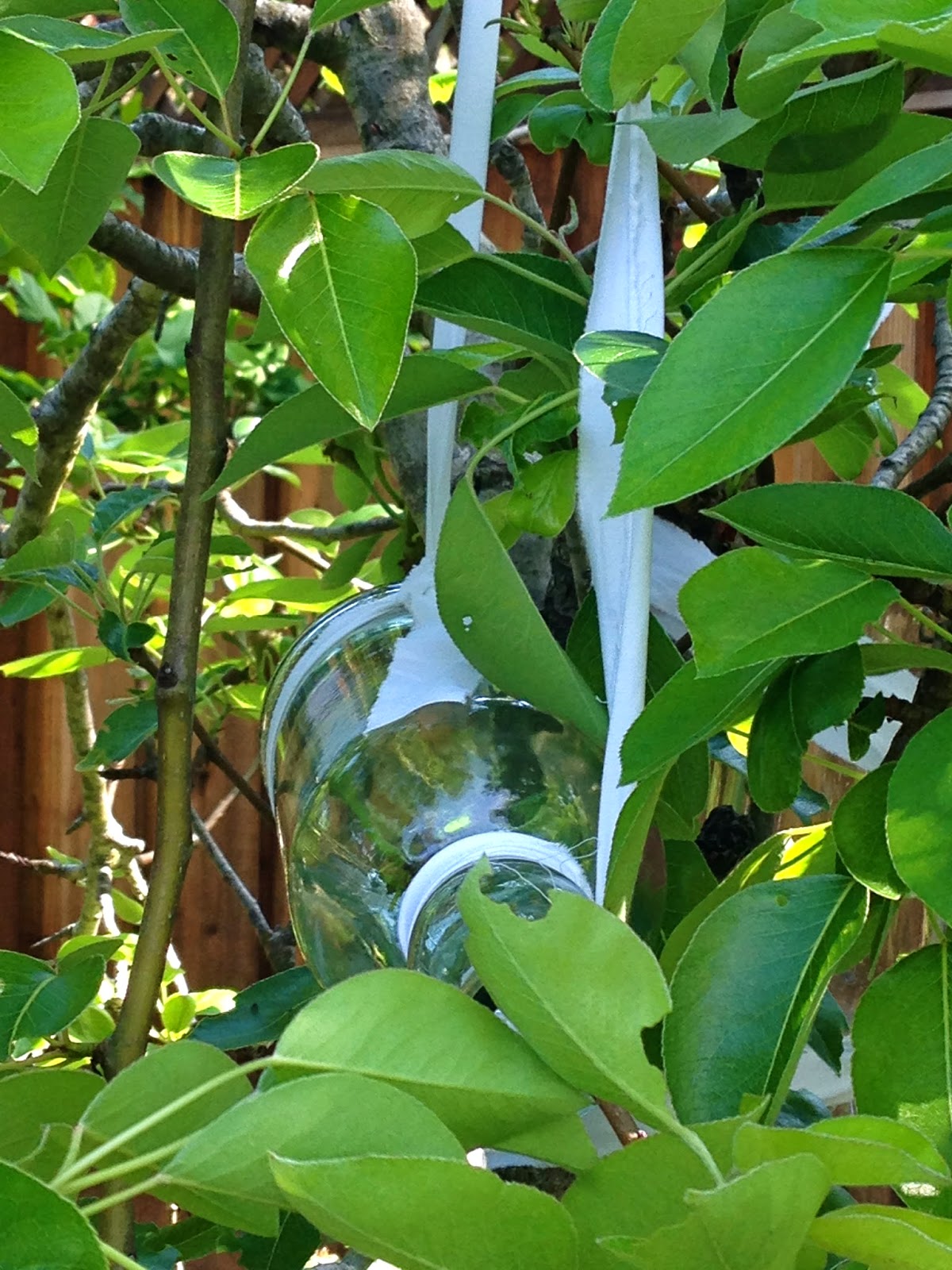 how to make eau de vie de poire Knitionary