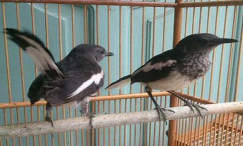 Mencetak Kacer Muda Yang Berkualitas Untuk Lomba Agar Juara Asu Wedos Mencetak Kacer Muda Yang Berkualitas Untuk Lomba Agar Juara Asu Wedos