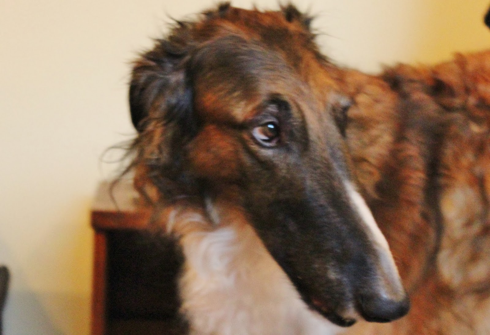 Know Thy Dog BORZOI (Simon and Schuster's guide to DOGS)