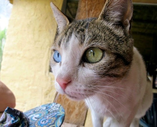 odd-eyed cat Colca Canyon Peru