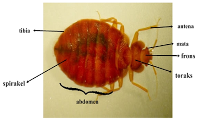 Morfologi Cimex hemipterus Jenis-Jenis Arthropoda Patogen (Sikilus Hidup, Gejala Klinis, Pencegahan & Pengobatan)