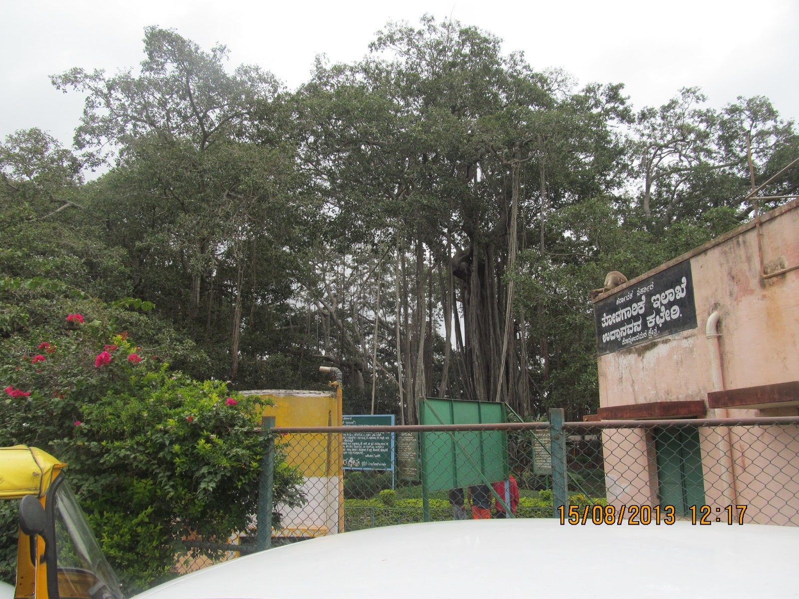 nrameshrao Dodda Alada Mara ( Tree )