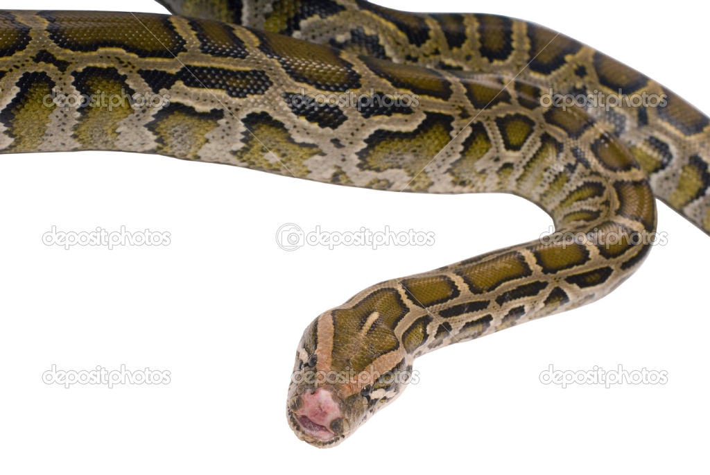 Snakes: Python Snake