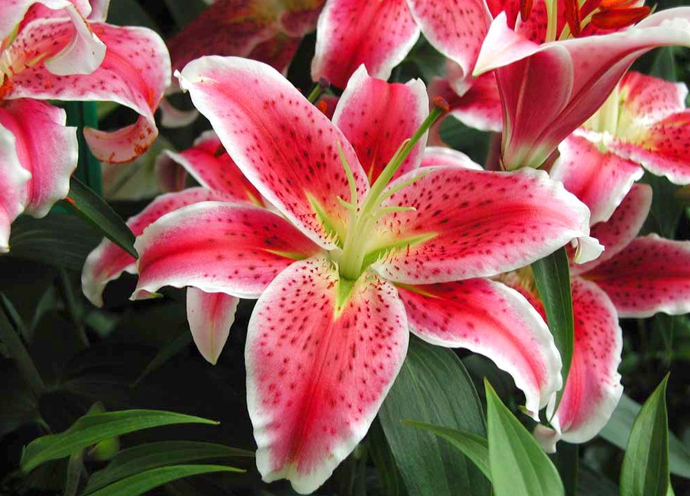 Lily - Flowers World