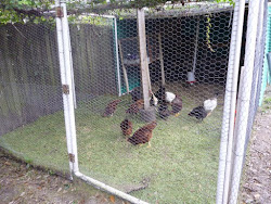 pvc pipe chicken coop diy easy homesteading project stealth gate wire runs hinges fence door survival attach pipes inch would