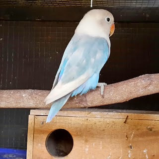 lovebird pastel biru lovebird pastel biru