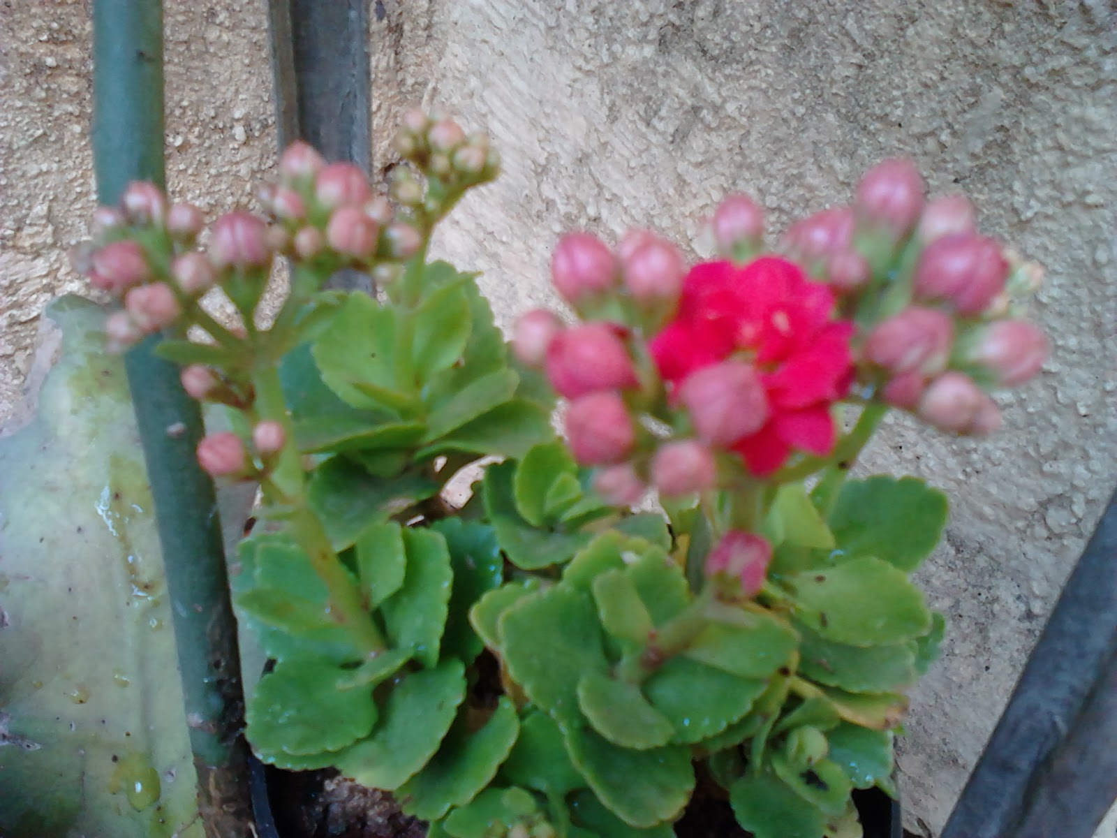Garden Care Simplified Two different Succulents Kalanchoe Plants and