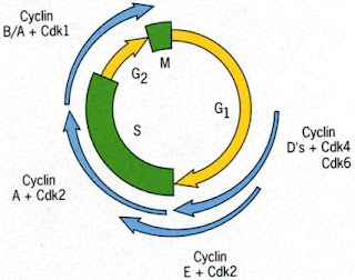Cyclins and CDKs in Cell cycle