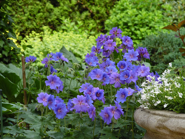 geranium Rosemoor