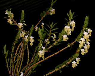 Lan Hoàng thảo hương duyên - Dendrobium ellipsophyllum Tang et Wang,