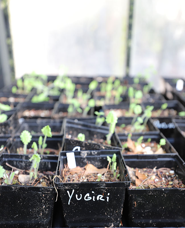 Winter Gardening Ramps Up - Book Reviews Pour In Winter Gardening Ramps Up - Book Reviews Pour In