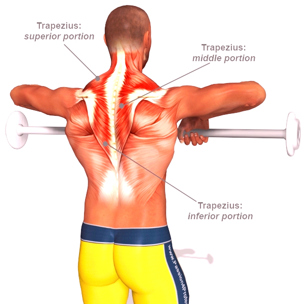 Верхняя трапециевидная. Упражнения на трапециевидную мышцу. Трапеция мышцы спины. Трапециевидная мышца спины упражнения. Верхний пучок трапециевидной мышцы упражнения.