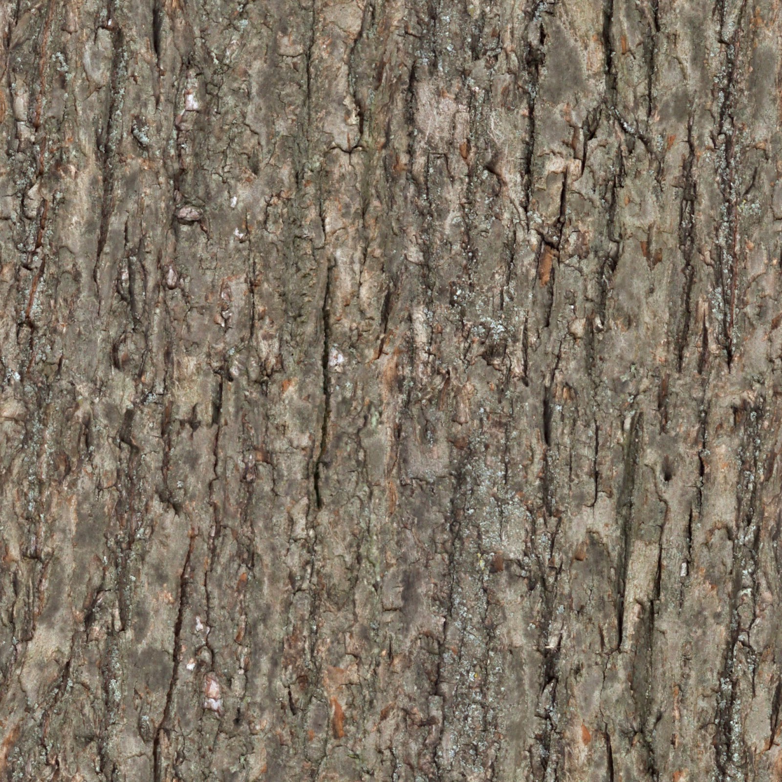 Wood tree bark seamless texture
