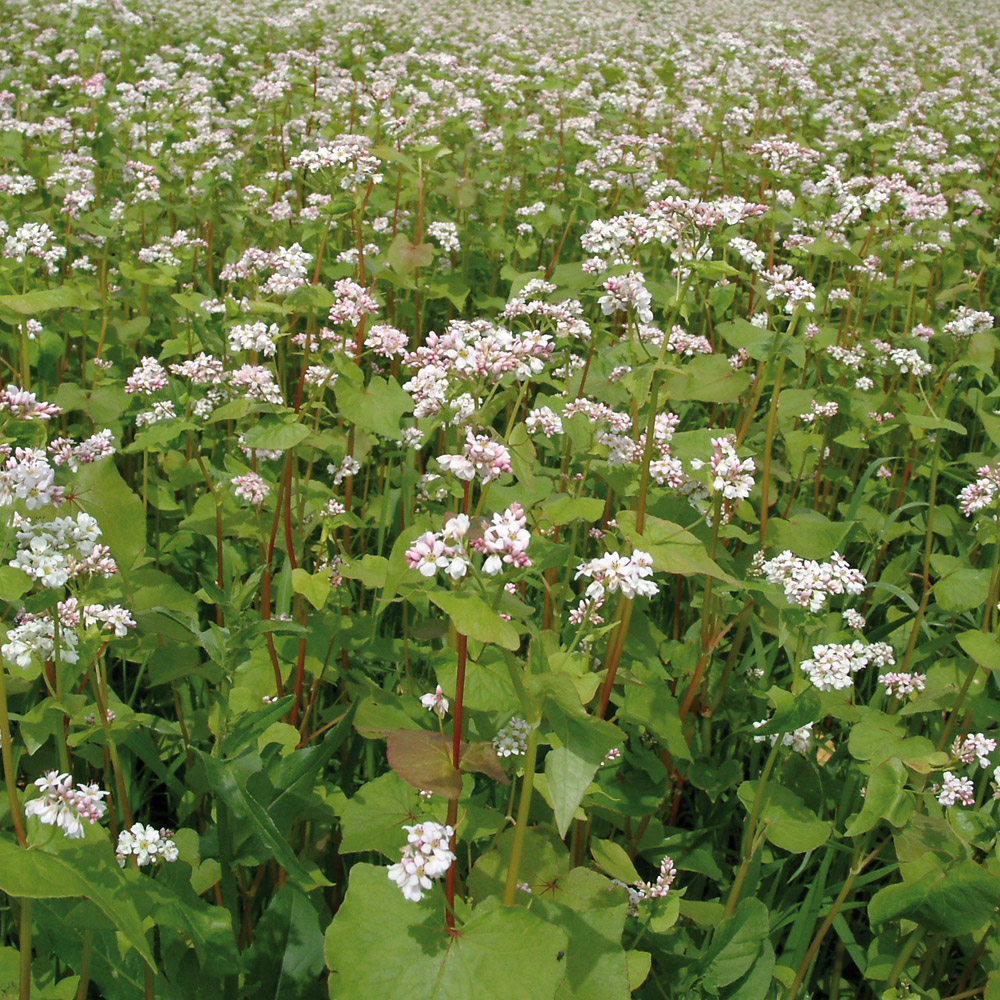 Breuillet Nature Le sarrasin