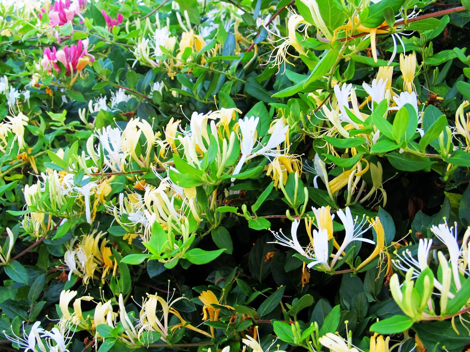 Tell Me a Story Honeysuckle Rose