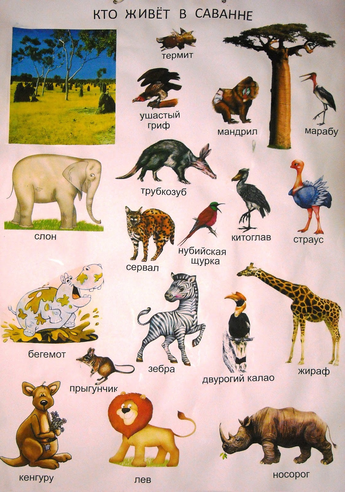 Кто живет в африке животные. Животные которые обитают в саванне. Животные обитающин в саваннн. Животные и птицы Африки для детей.