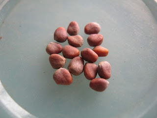 Chinese Radish Seeds