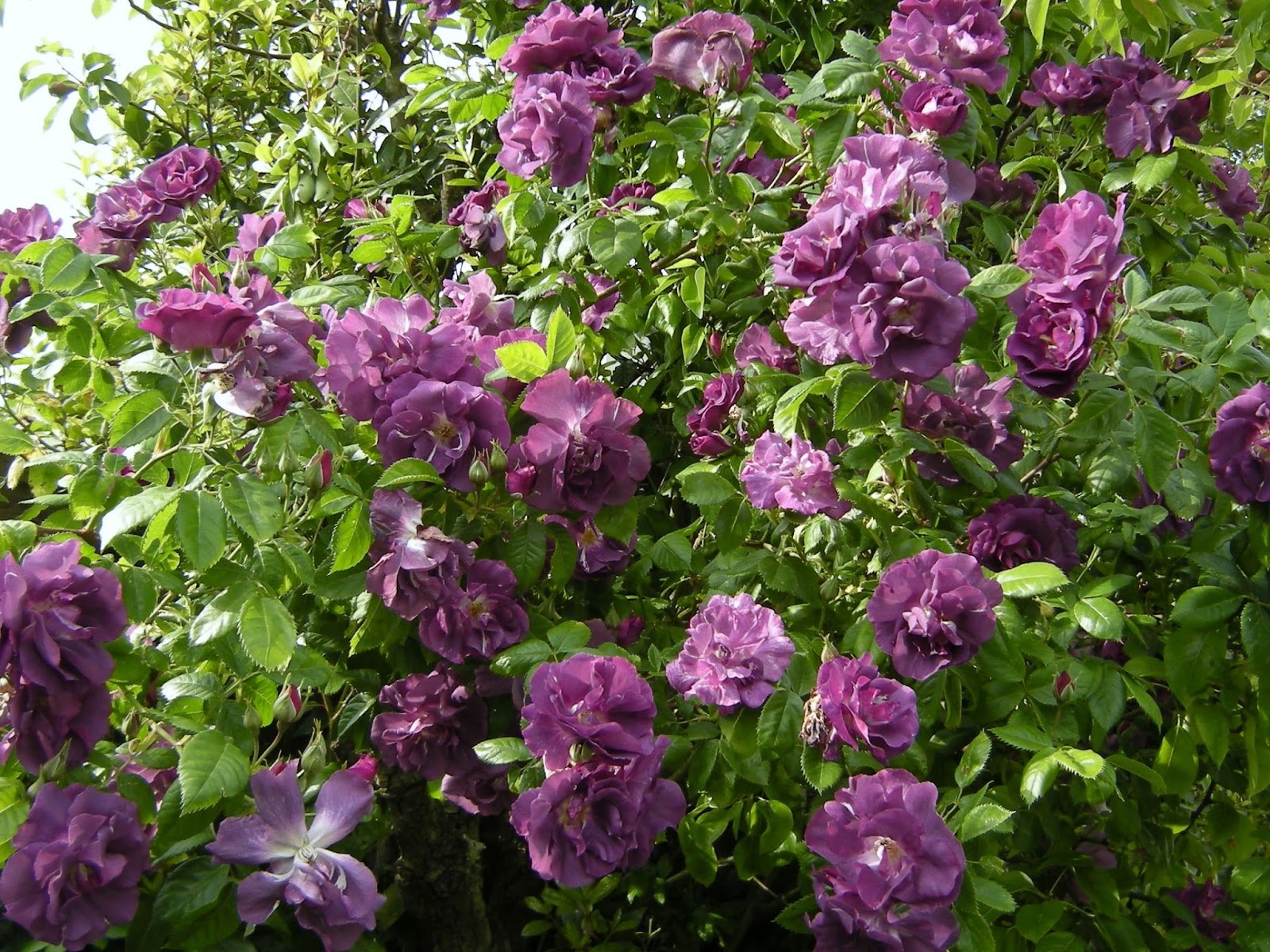 Promesse de roses: Rhapsody in blue