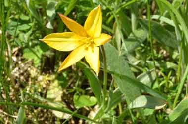 Tulipa australis (Tulipano montano)