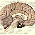 100 Fascinating Facts About The Human Brain According To Science