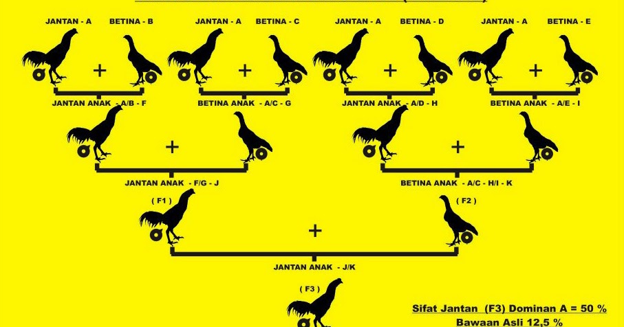 Metode Perkawinan Cross Breed, In Breed dan Line Breed | KING ROOSTER FARM